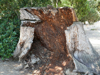 Fototapeta premium Huge tree trunk, practically empty inside.