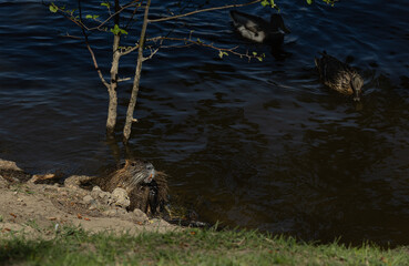 head of a beaver with yellow teeth against the backdrop of the Vltava river. Dark natural background with nutria