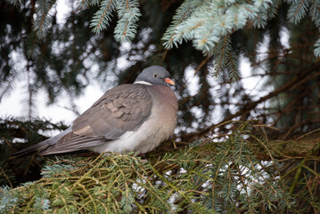 Common wood pigeon (Columba palumbus) hiding in a tree.