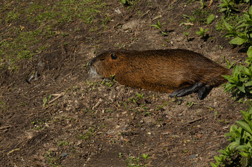 swamp beaver (nutria) sleeps on the shore on a bright sunny day