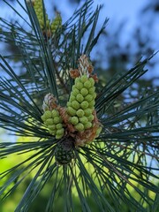 Kieferngew&auml;chs, Pinus