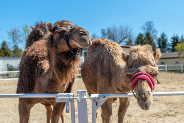 Two brown humped camels behind the hedge pull their snouts.