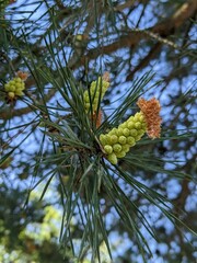 Kieferngew&auml;chs, Pinus