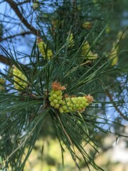 Kieferngewächs, Pinus