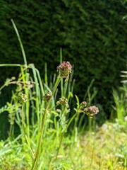 Kleiner Wiesenknopf, Pimpinelle, Sanguisorba minor