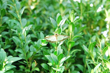 Buchsbaumzünsler im Garten