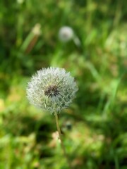 Löwenzahn Pusteblume