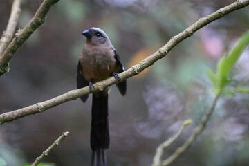 Bornean treepie (Dendrocitta cinerascens) in Sabah, Borneo, Malaysia