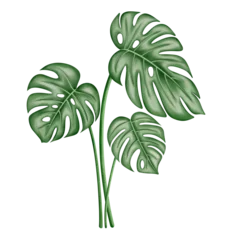 Foto op geborsteld aluminium Monstera Monstera plant watercolor.