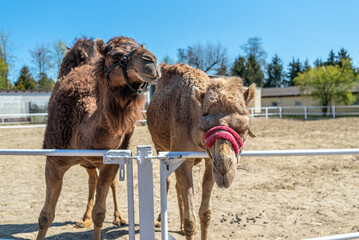 Two brown humped camels behind the hedge pull their snouts.