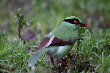 Bornean green magpie (Cissa jefferyi) in Sabah, Borneo, Malaysia