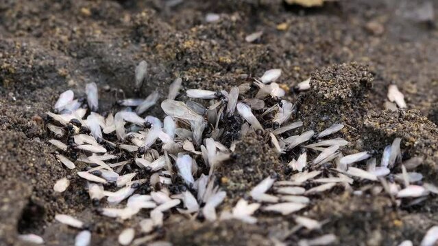 Swarm of winged black flying ants, lasius niger, under a patio stone in a UK garden.  Real time, zoom in