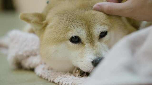 Slow motion shot of a red Shibu Inu dog lying down being petted by its owner