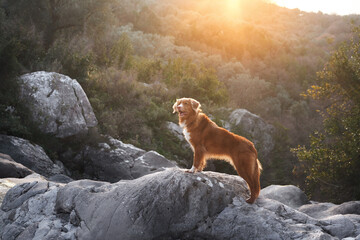 The dog stands in stone on the mountains and looks. Nova Scotia duck retriever in nature, on a...