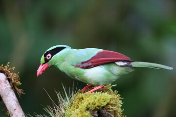 Bornean green magpie (Cissa jefferyi) in Sabah, Borneo, Malaysia