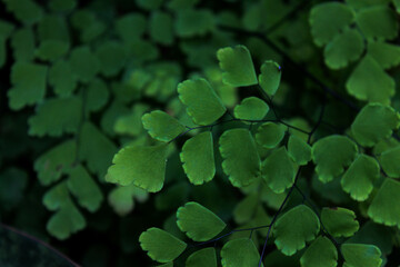 Green Leaf Ornamental Plants, Full Background of Maidenhair Fern or Suplir. For Nature and Garden Theme