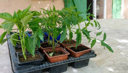 Bell pepper and tomato seedlings in pots are ready for planting. Home background.