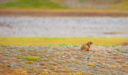 The marmot sits in the grass in the mountains, looks to the side, as if reading your text, studying, showing curiosity, interest. Copy space with place for text. Landscape with wild animals.