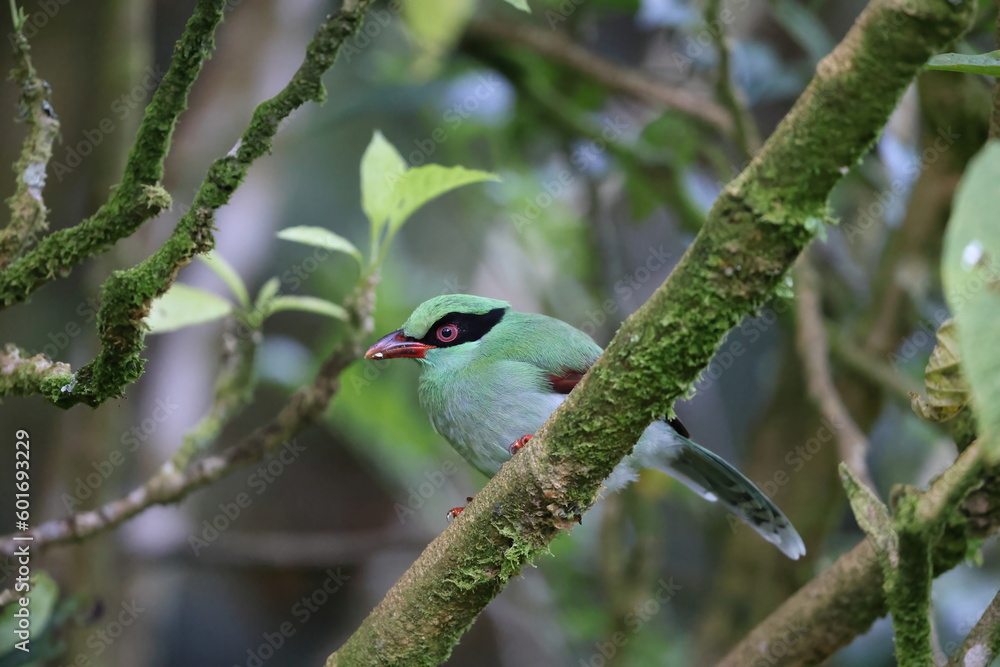 Sticker Bornean green magpie (Cissa jefferyi) in Sabah, Borneo, Malaysia