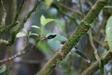 Bornean green magpie (Cissa jefferyi) in Sabah, Borneo, Malaysia