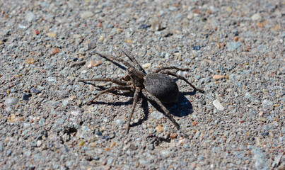 A black spider is on the ground in sunny day isolated, macrophotography  