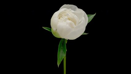 4K Time Lapse of blooming white Peony flower isolated on black background. Timelapse of Peony petals close-up. Time-lapse of big flower opening.