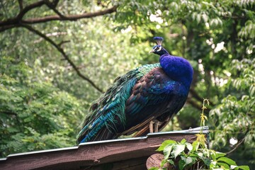 Obraz premium Portrait of a cute bird. Peacock on the green trees.