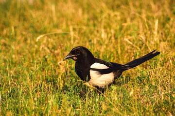 Portrait of a cute wild bird. Magpie on the green spring grass. Photo with a shallow depth of field.