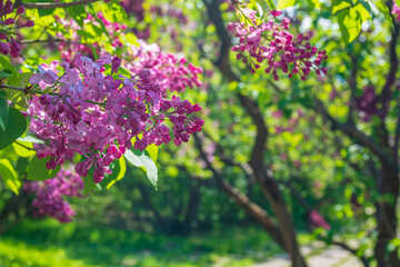 Fototapeta na wymiar Sunny garden with blooming lilac flowers
