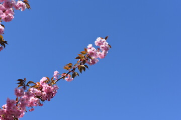 Blooming Sakura tree against blue sky