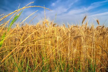 Obraz premium Grain field and summer blue sky. Golden field of wheat ready to be harvested under blue sky.