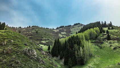 Fototapeta premium landscape with mountains and trees