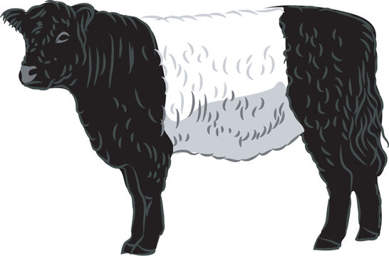 Belted Galloway  cattle - vector illustration