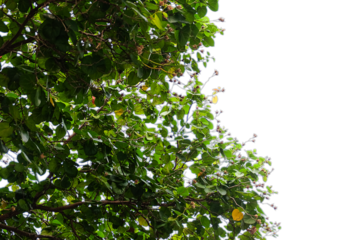 leaf tree and branches at forground. 