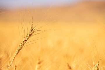 Wheat field on a sunny day. Grain farming, ears of wheat close-up. Agriculture, growing food...