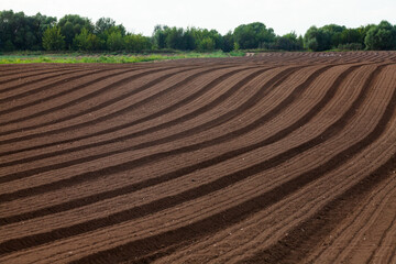 Plowing field of brown ground.