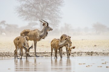 Kudu's drinken at Nxai Pan, Botswana