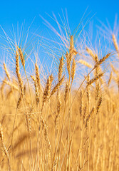 Wheat field on a sunny day. Grain farming, ears of wheat close-up. Agriculture, growing food products.