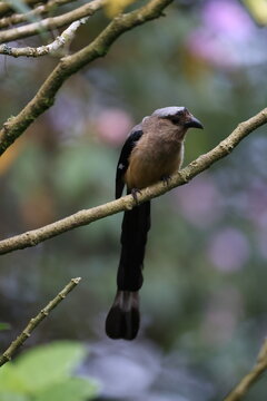 Bornean treepie (Dendrocitta cinerascens) in Sabah, Borneo, Malaysia