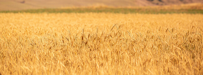 Wheat field on a sunny day. Grain farming, ears of wheat close-up. Agriculture, growing food...
