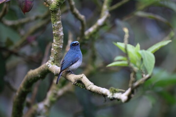 Indigo Flycatcher (Eumyias indigo) in Sabah, North Borneo, Malaysia