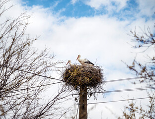 Stork couple standing in a nest 