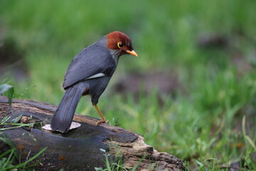 Chestnut-hooded Laughingthrush (Garrulax treacheri) in Sabah, Borneo, Malaysia