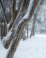 Winter Wonderland: Majestic Trees Enveloped in Snow