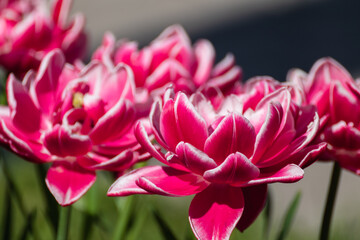 Obraz premium Pink with white decorative tulips flowers blooming, sunny spring flowerbed close-up with blurred green background
