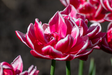 Pink with white decorative tulips flowers with greenery, sunny spring flowerbed close-up with blurred green background