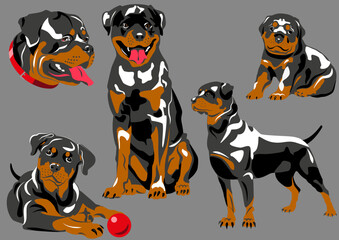 Vector image of Rottweiler breed, five positions  - obrazy, fototapety, plakaty