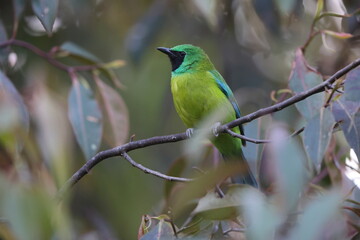 Bornean Leafbird or Kinabalu leafbird (Chloropsis kinabaluensis) in Sabah, North Borneo 