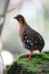 Chestnut-necklaced Partridge or Sabah Partridge (Tropicoperdix graydoni) in Sabah, North Borneo 