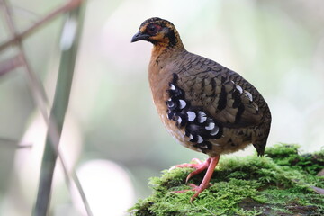 Chestnut-necklaced Partridge or Sabah Partridge (Tropicoperdix graydoni) in Sabah, North Borneo 